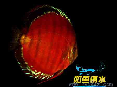 一片红