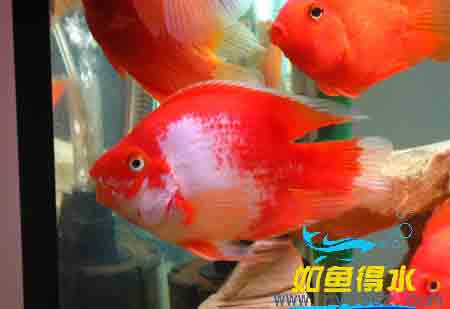 红白鹦鹉