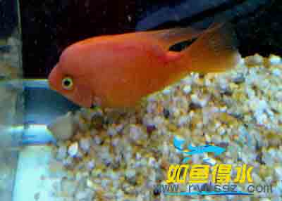 金刚鹦鹉