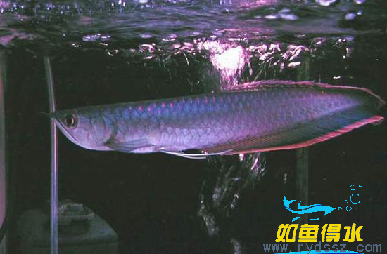黑龙鱼