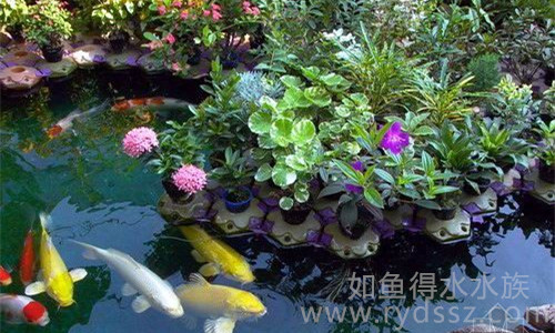 成都锦鲤池